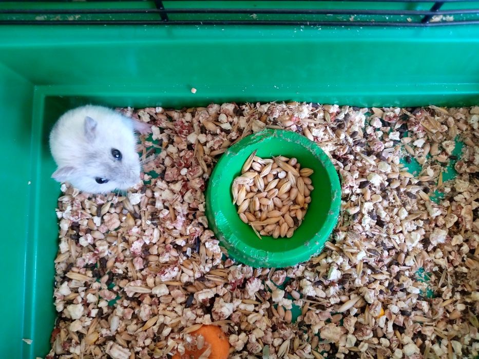 Хомячки Кременчуг