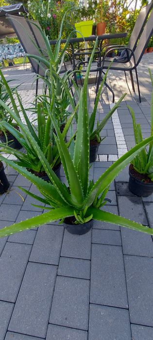 Aloes drzewiasty i aloe vera