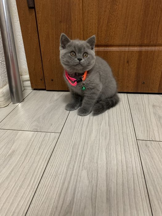 Кошечка шотландская прямоухая