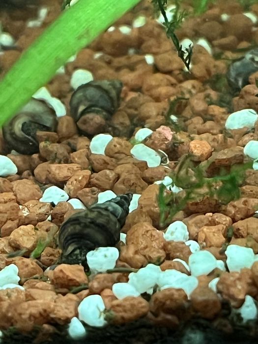 Slimaki Brotia herculea