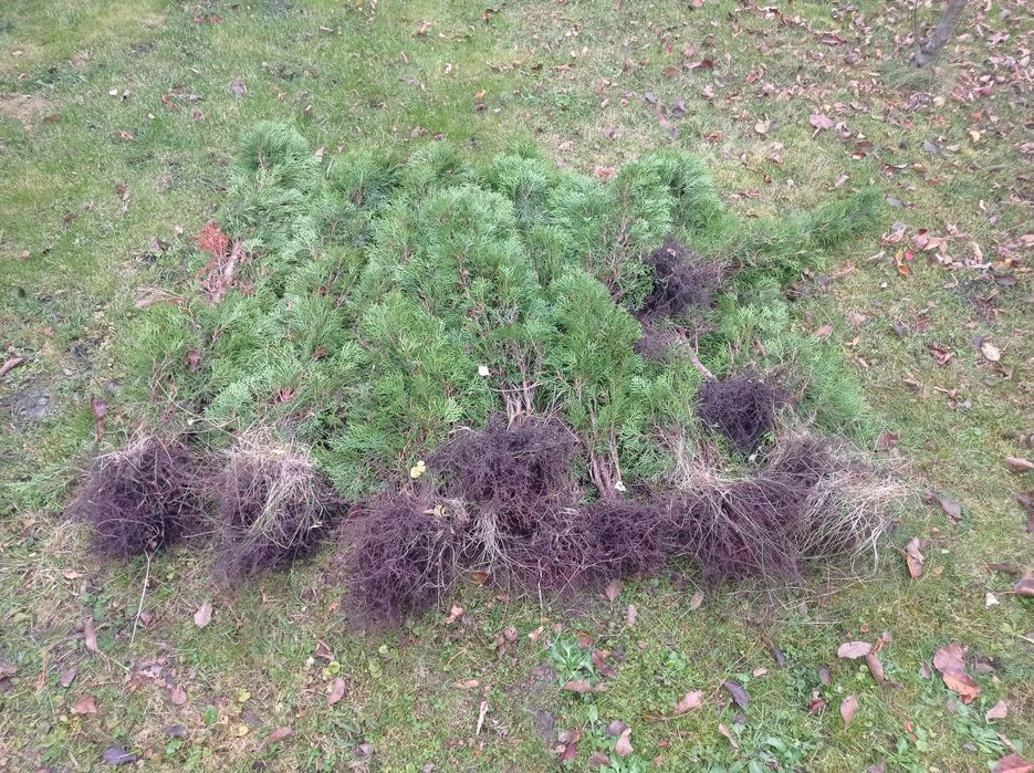 Tuja przed chwilą wykopane