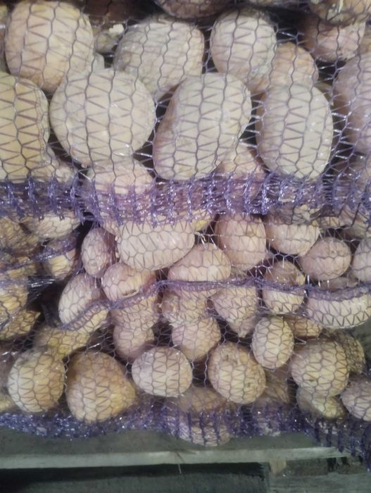 Ziemniaki jadalne Wineta, Jurek, Melody, Soraya z dostawą gratis