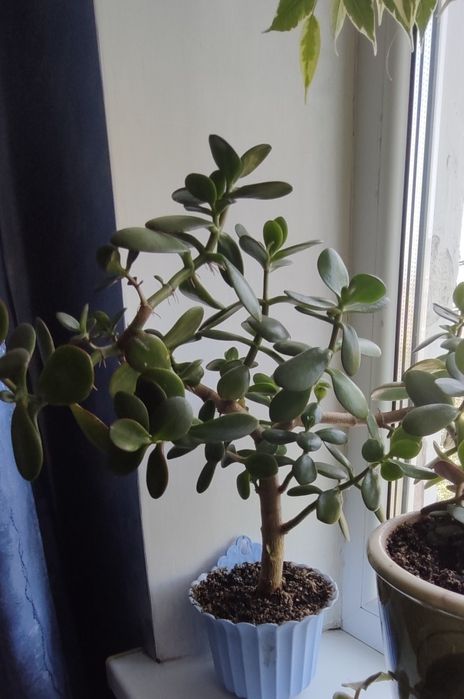 Комнатный цветок Денежное дерево толстянка