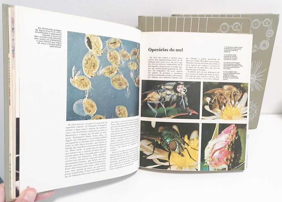 Biologia, Zoologia, Botânica - As Chaves da Vida (3 volumes)