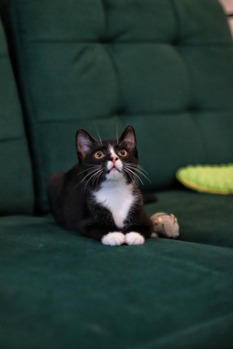 Czarna biała koteczka kotka mała młoda