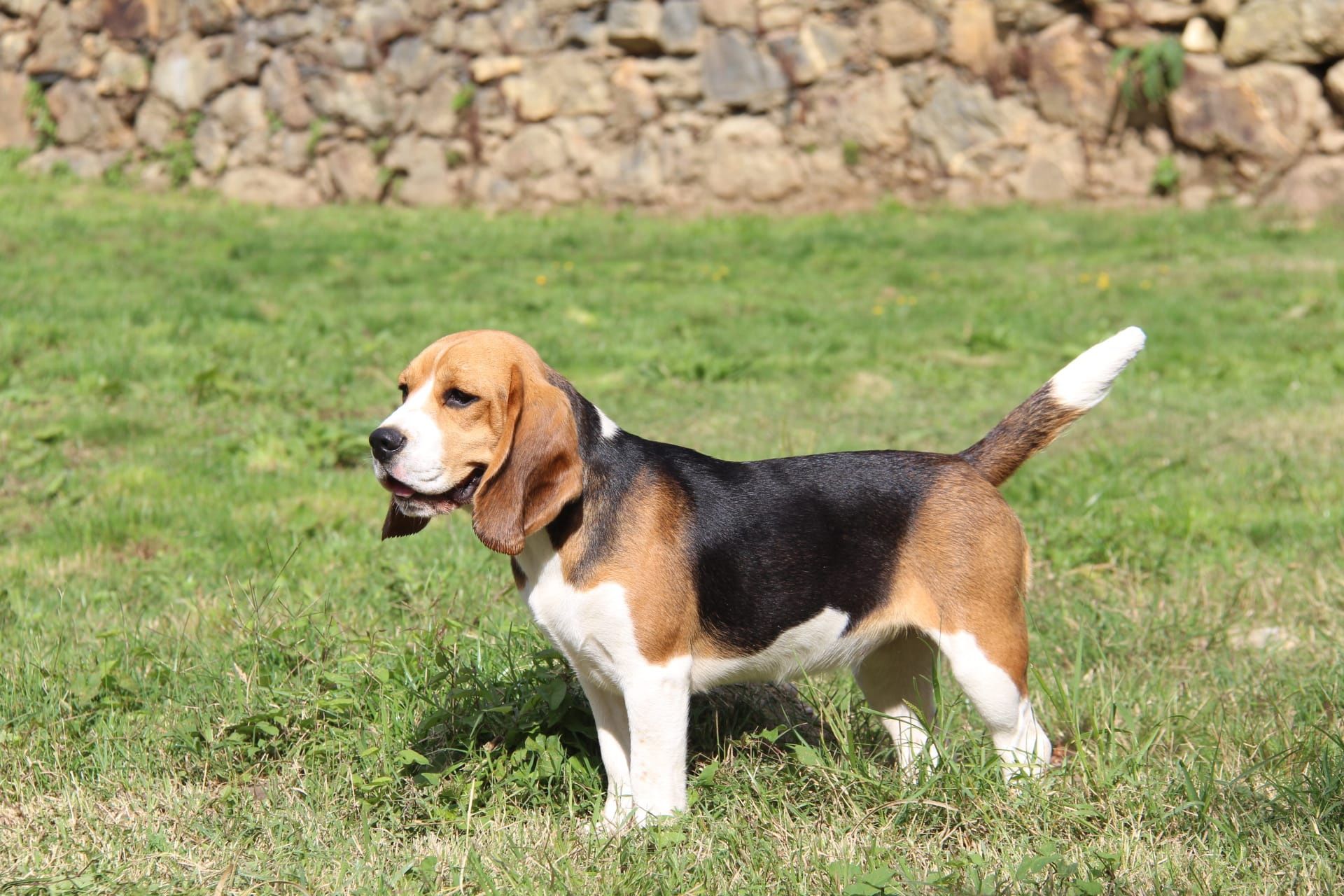 Serviço de Hotel Canino