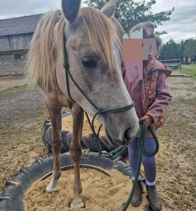 młoda klacz arabska, czysta krew arabska