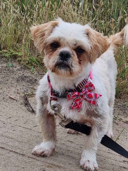 Joko w typie Shih tzu szuka domu