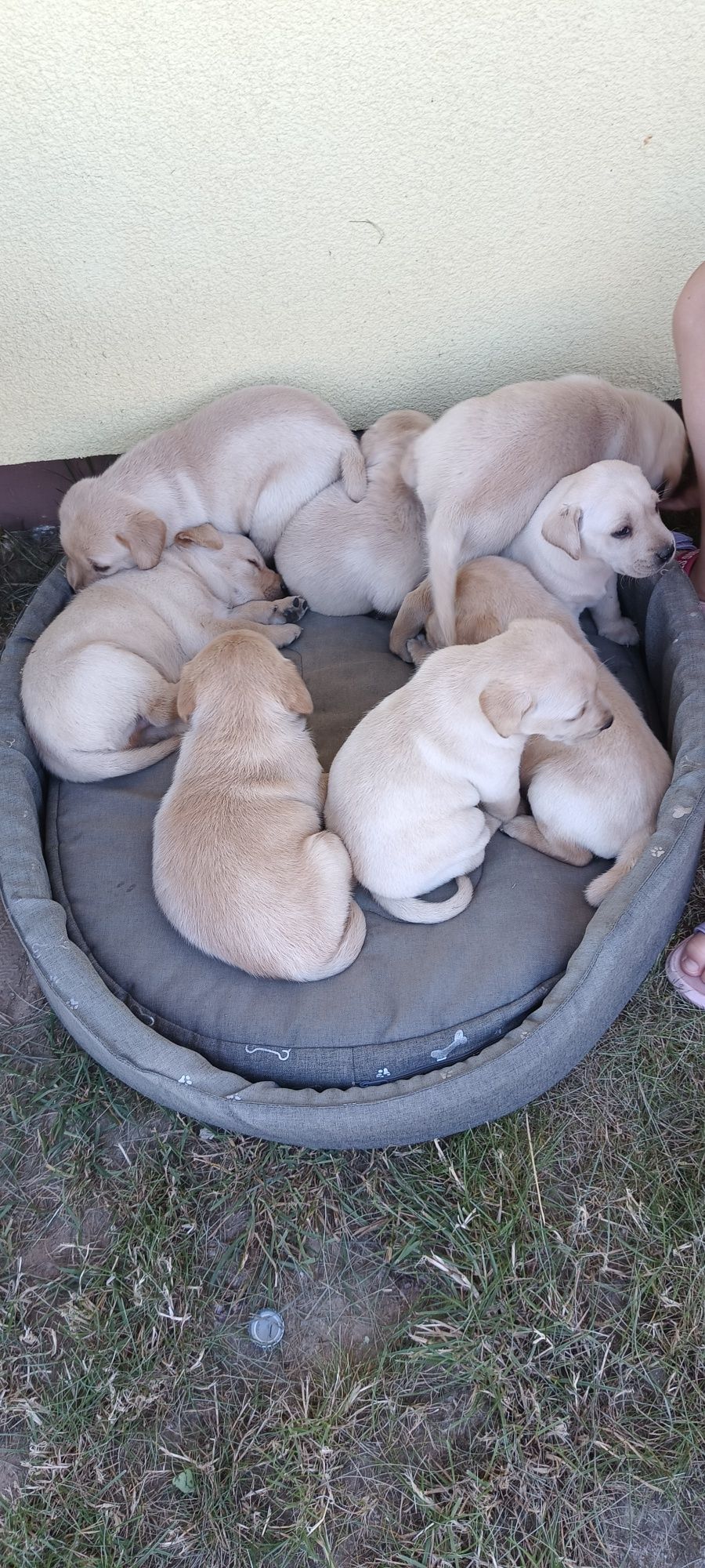 Szczeniaki Labrador Retriever