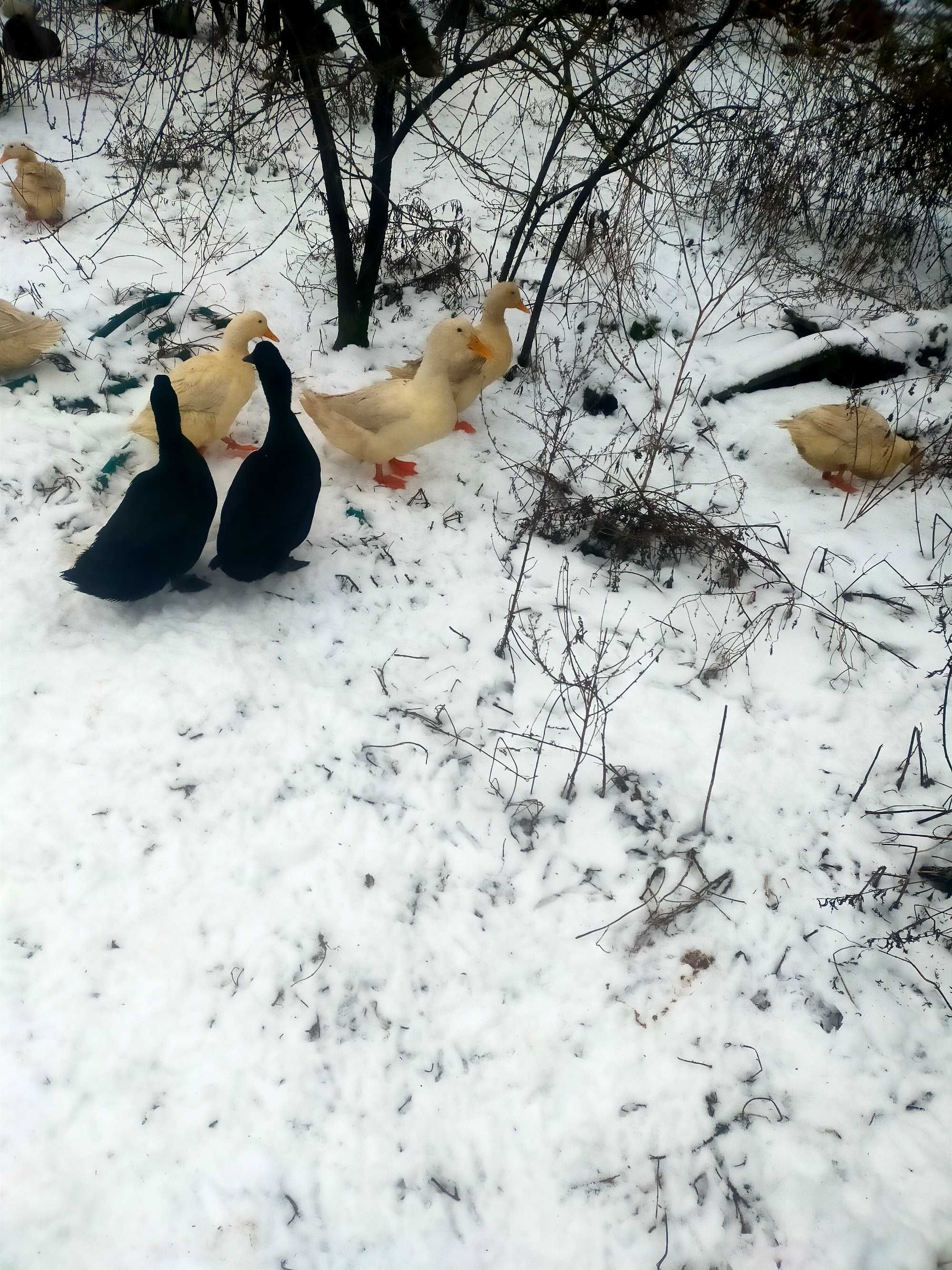 Jaja Lęgowe i spozywcze kacze kajuga i Pekin