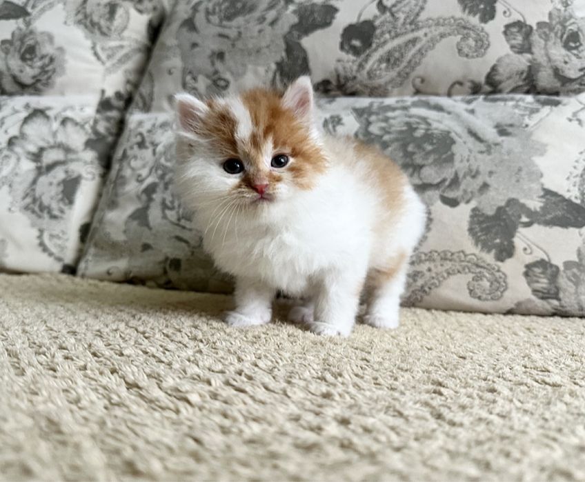 Сибирские Ласковые Радости )