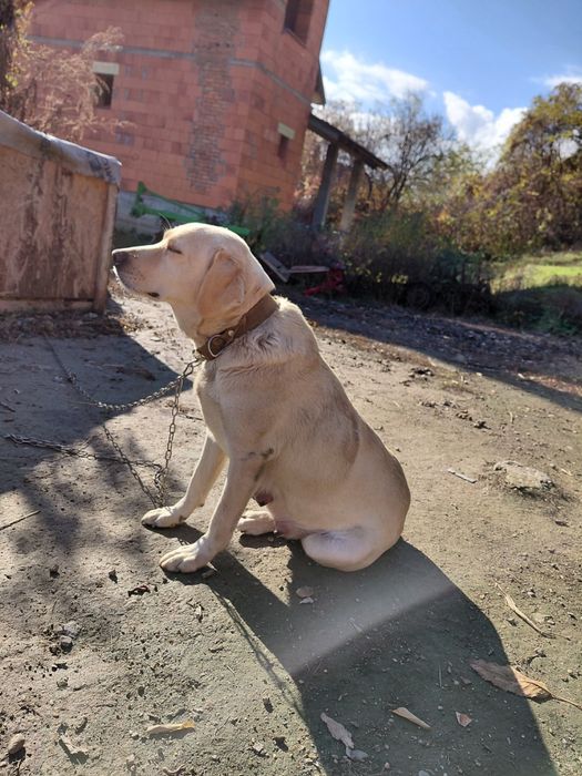 Цуценята метиси,  мама лабрадор