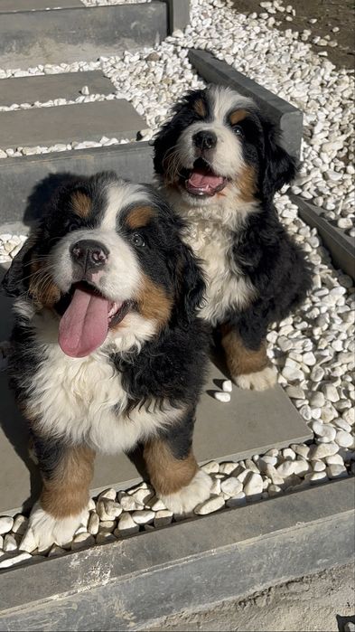 Berneński Pies Pasterski