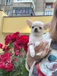 Міні хлопчик чихуахуа у Львові КСУ