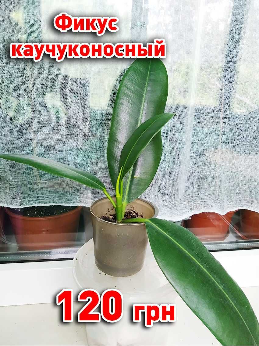 Плющ вариегатный