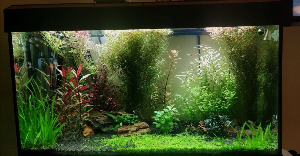 Planta aquário - tapete Monte Carlo