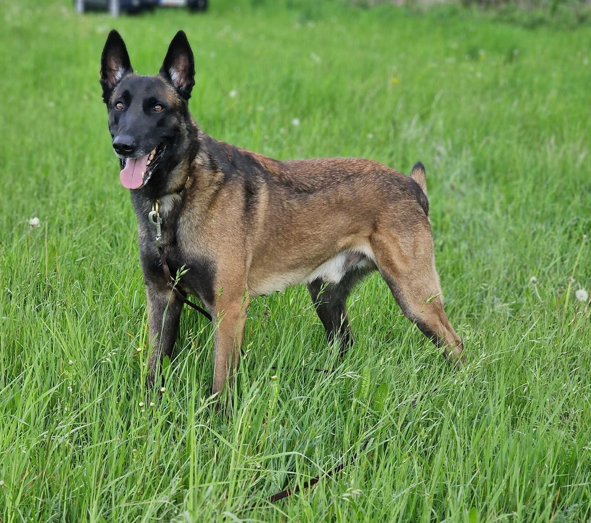 Owczarek belgijski Malinois FCI-piesek