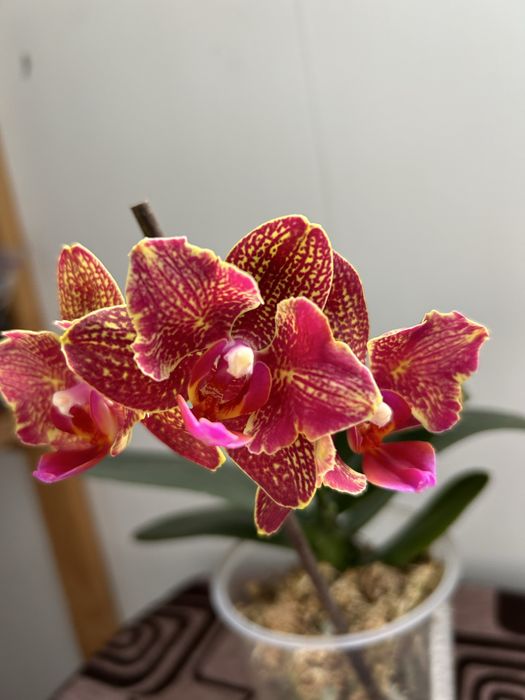 Молоді рослини орхідеї