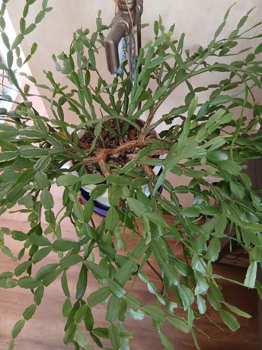 Продам интерьерные комнатные растения:папоротник, зигокактус.