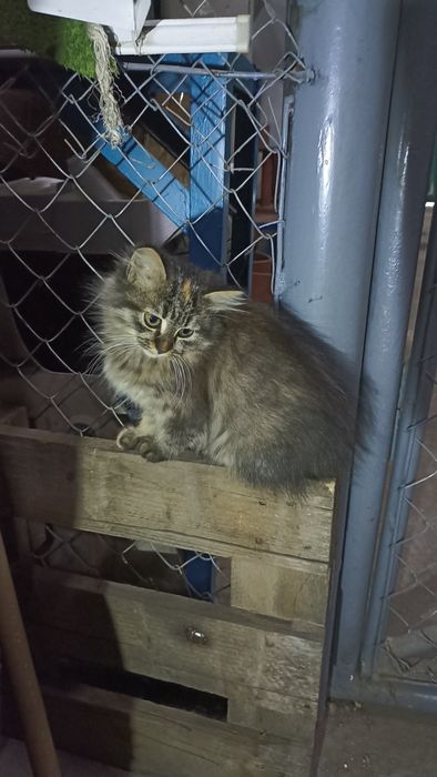 Грайливі дівчатка безкоштовно