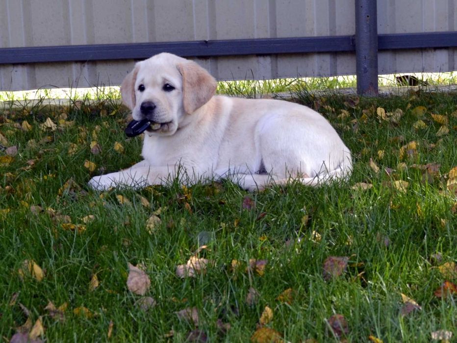 Лабрадор ретривер.Цуценята