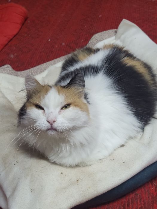 Майя шукає родину