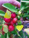 Araça Vermelho - Psidium Cattleianum Var. Vermelho