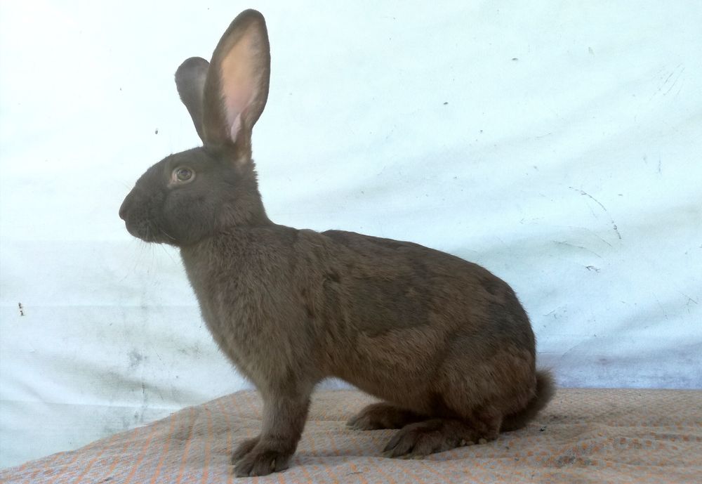 Немецкий строкач гавана