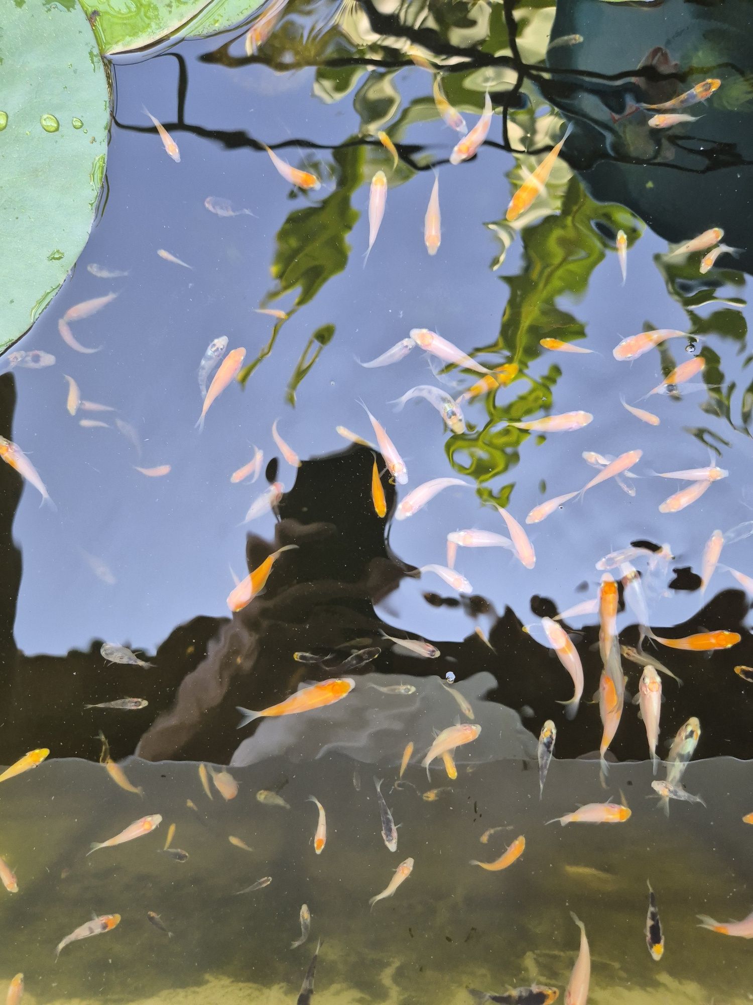 Carpas koi 2 a 3 cm