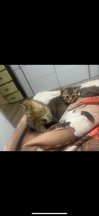 Породисті прямовухі котята