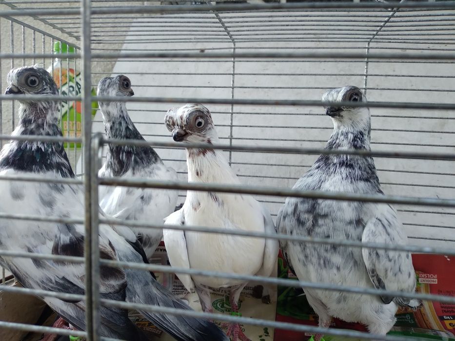 Młode szeki sprzedam