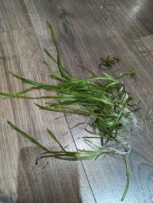 Zamienię rośliny do akwarium