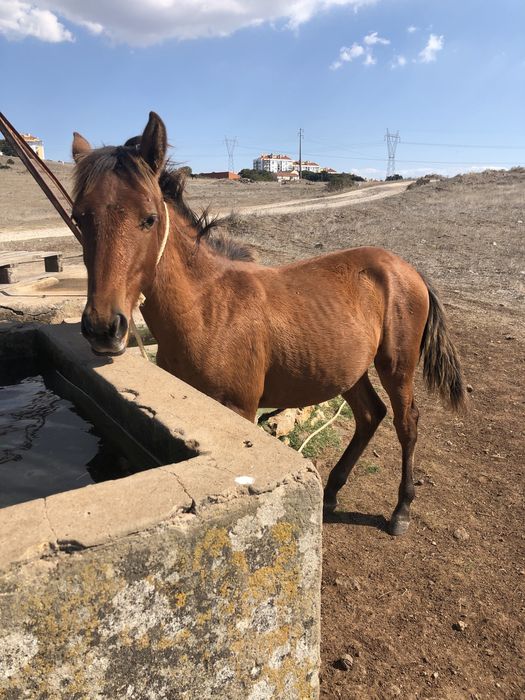 Poldro lusitano puro