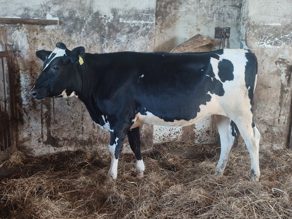 Jałówki hf w świetnej kondycji