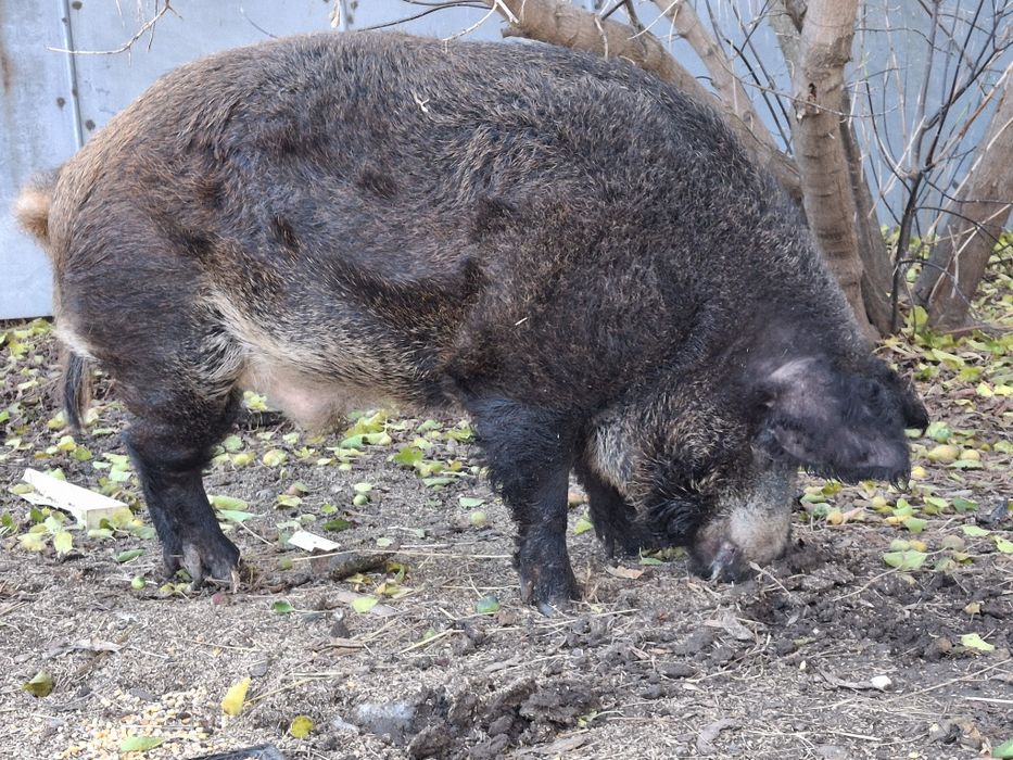 Продам Кнура на племя