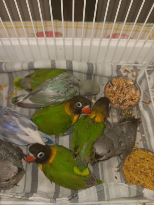 Personatas criados a mão