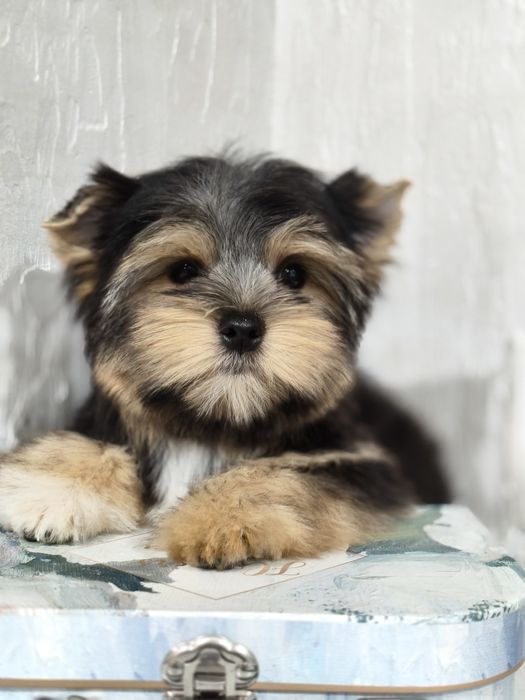 Клёвые хлопцы йорчики