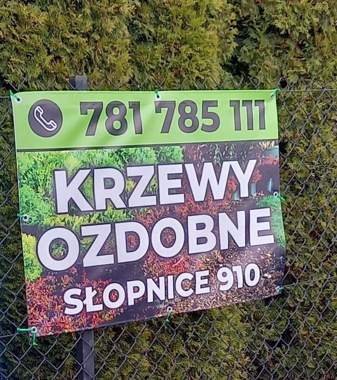 Rośliny ozdobne, Miskant olbrzymi, Laurowiśnia, Ligustr, Cis, Konik