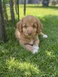 Nova Scotia Duck Tolling Retriever - szczenię ZKwP / FCI