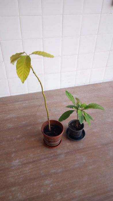 Yuka, Jarros e Abacateiro
