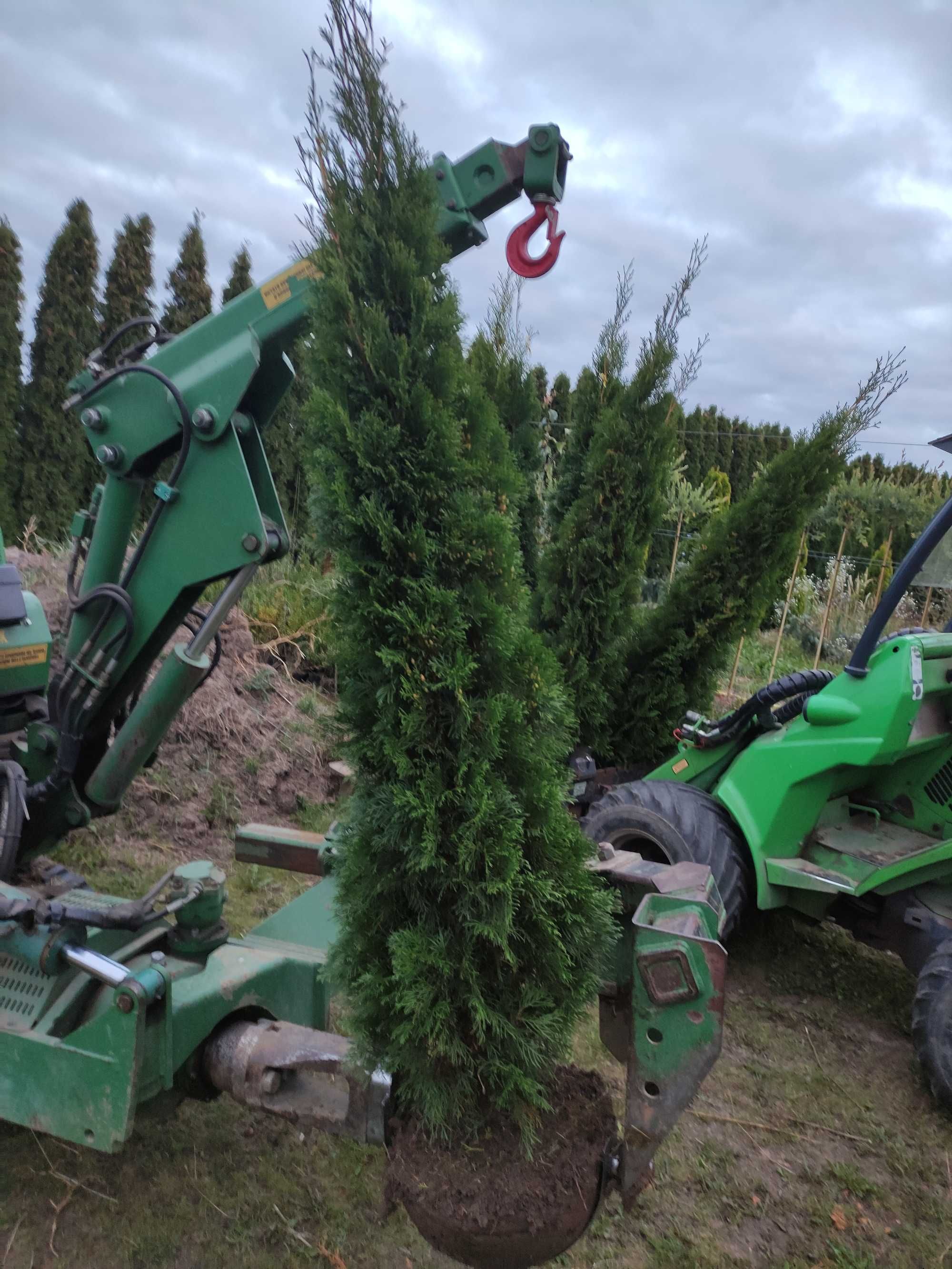 Tuja Szmaragd 200-220 cm, 2 metry, Thuja Smaragd, na żywopłot, szkółka