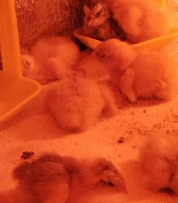 Яйца перепелов ! Инкубационные