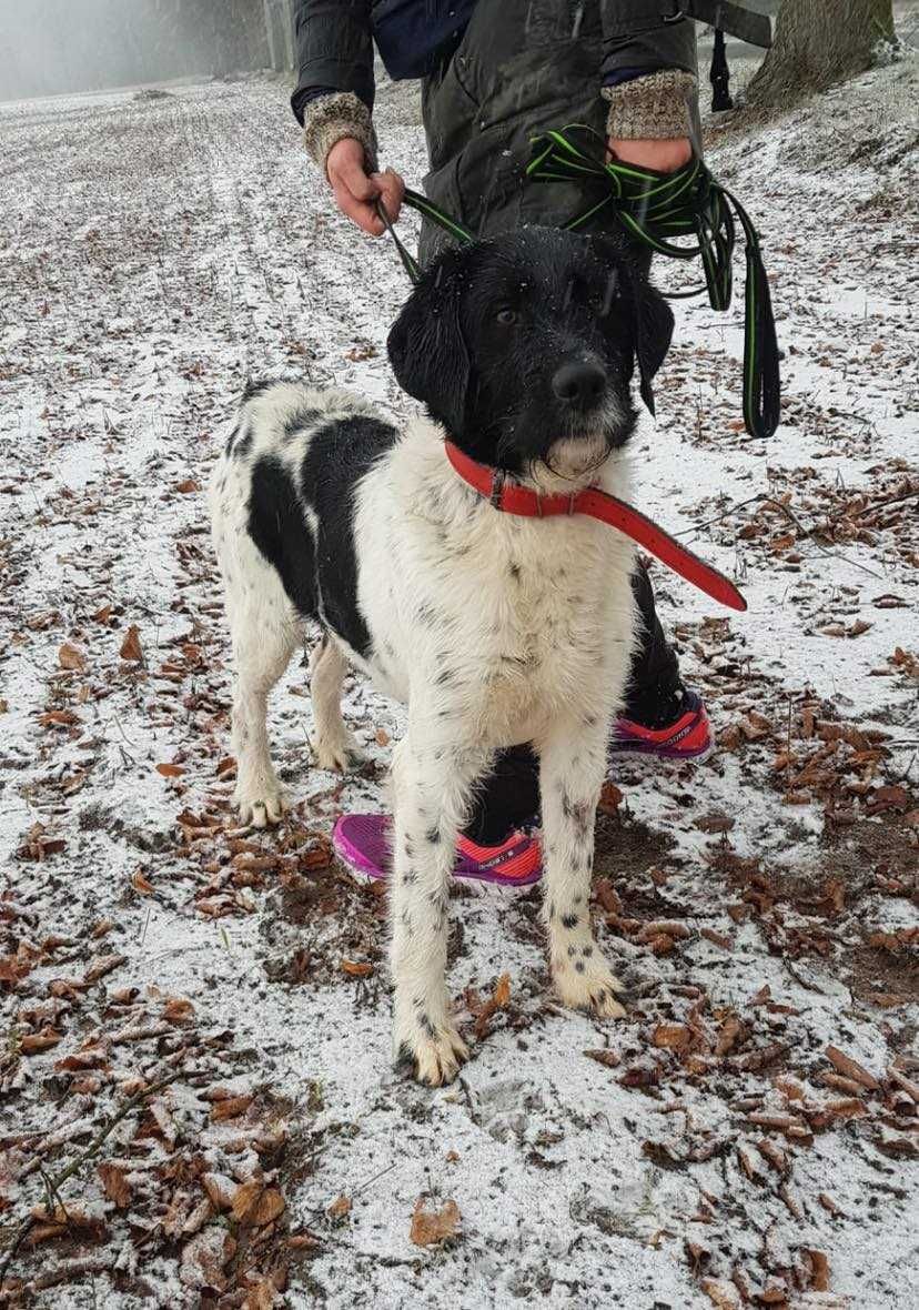 Czarnobiały pies do adopcji / pies szuka domu