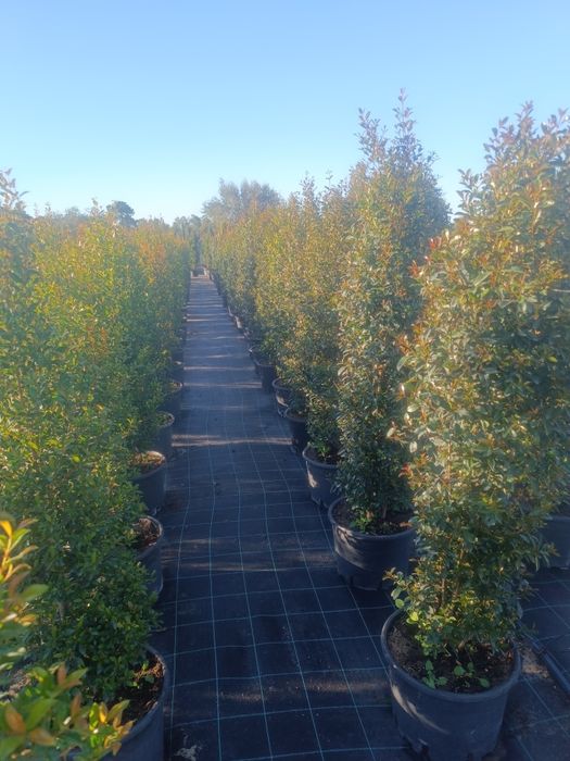 Vendo Eugénias vários tamanhos