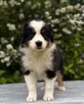 Amerykański owczarek miniaturowy- MAS - Mini Aussie- suczka FCI
