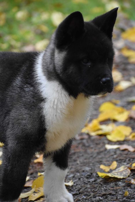Akita Amerykańska, Akity amerykańskie - suczka FLORA FCI/ZKwP