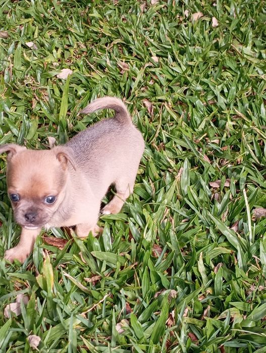 Macho chihuahua mini