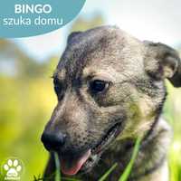 Śliczny Bingo szuka kochającego domu!