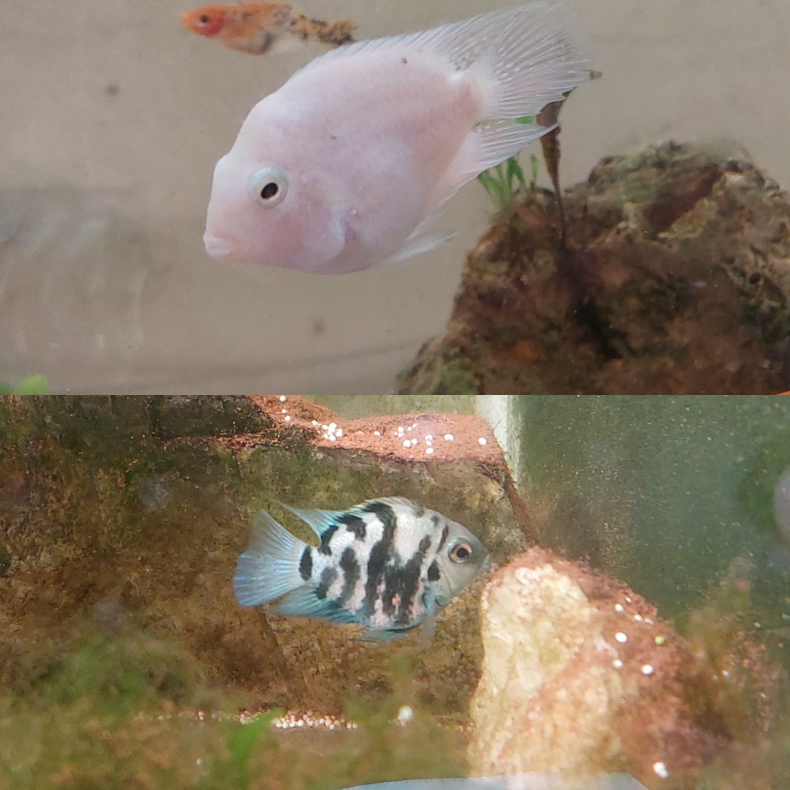 Papagaio anão (Parrot fish)