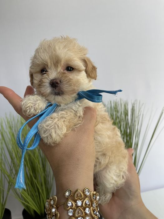 VIP Мальтипу F1 — Кожен з них  маленький шедевр